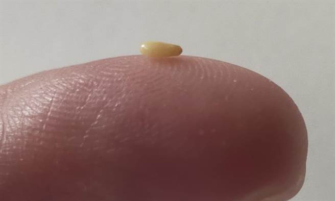 黄文博》劳工身上的芝麻去了哪里？（爱传媒提供）