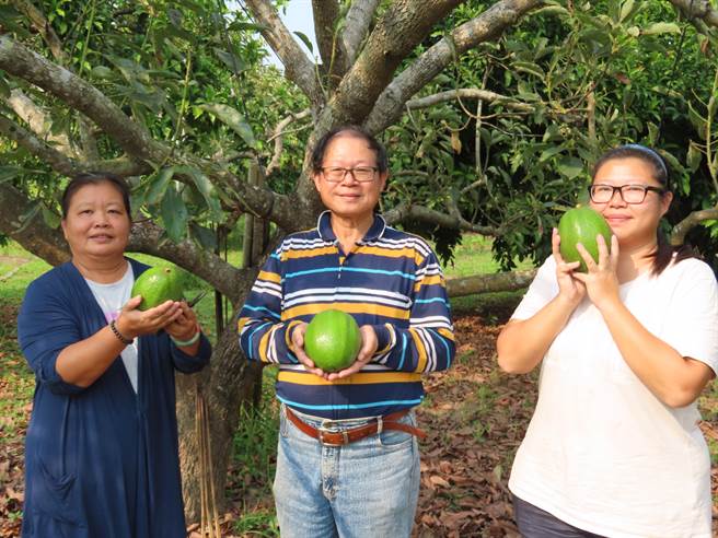 杨金坤（中）、李雪芬（左）夫妻回到台南市大内区种植酪梨已经有11年时间，採行友善环境的自然农法，不仅酪梨天然健康，果园自然生态也相当丰富，去年女儿杨子贤（右）也辞掉在北部的工作，返乡帮忙。（庄曜聪摄）