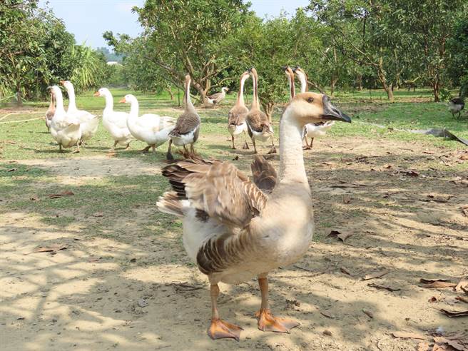 杨金坤夫妻经营的幸福左岸庄园採行自然农法，当初为了驱虫除草，在场内放养鸡、鹅，现在也成了果园的特色之一。（庄曜聪摄）