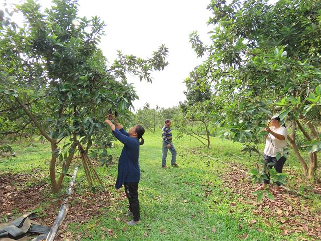 自然农法种植酪梨相当辛苦，每天巡视果园替果树疏枝、除草等是例行公事。（庄曜聪摄）