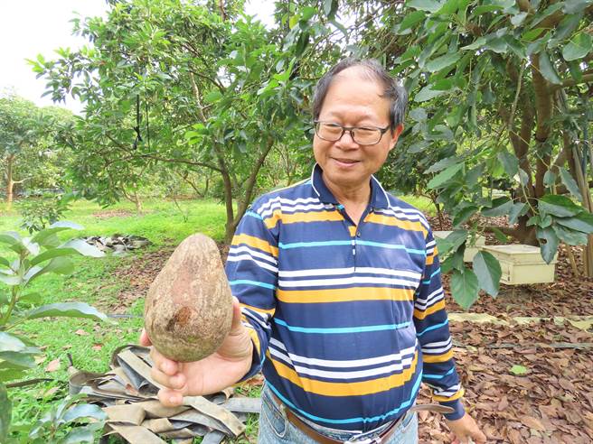因为不喷药，有时也有会外表NG的酪梨，吃起来还是果味浓郁，但仅供自家食用。（庄曜聪摄）
