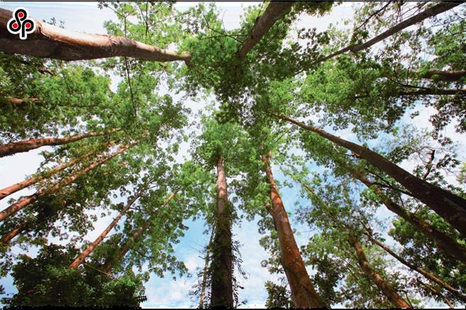 中研院农业生物科技研究中心助研究员刘明容研究团队破解植物「遗传讯息」关键密码，让基因图谱再改写。图为屏东县双溪树木园步道。(本报资料照)