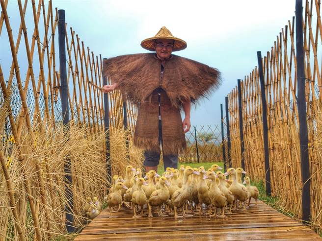 50只呆萌土番小鸭进驻在造型鸭舍内，民眾可近距离接触。（水利局提供／李俊淇新北传真）