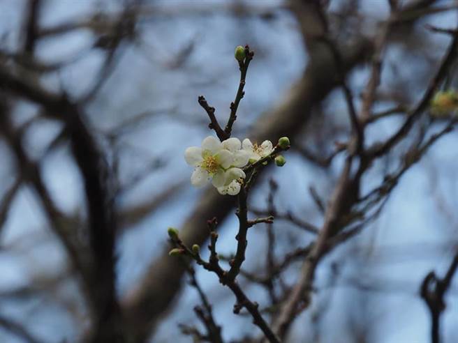 太魯閣梅花陸續綻放12月中進入賞花期 寶島 中時