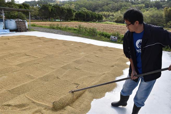 头份河背庄农庄主人刘明芳翻晒着上周才收割完的新稻谷。（谢明俊摄）