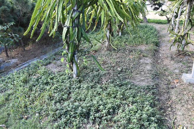 刘家菜园内种了大片艾草用来制作客家菜包。（谢明俊摄）