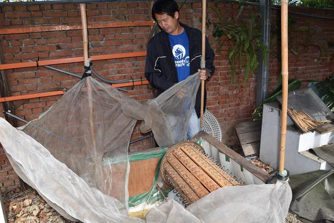 友人送刘明芳一部传统人力打谷机，让来访游客体验打谷。（谢明俊摄）
