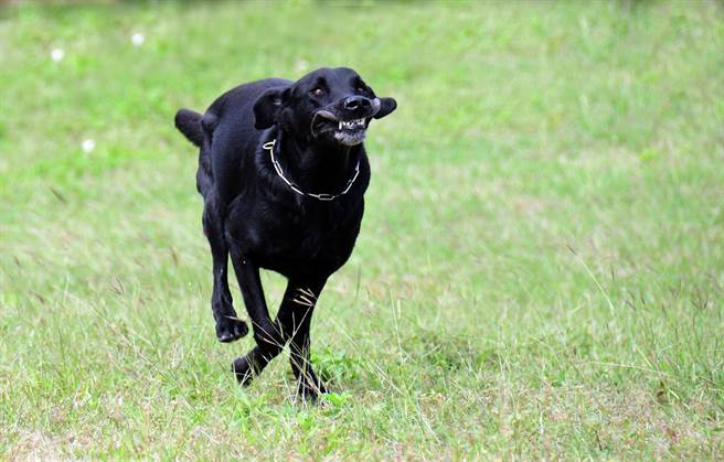 搜救犬「山大」雖然即將屆齡退休，奔跑起來還是像1尾活龍。（莊哲權攝）