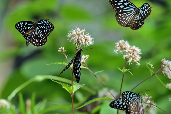 高士佛泽兰盛开，吸引斑蝶科疯狂访花、吸蜜。（庄哲权摄）