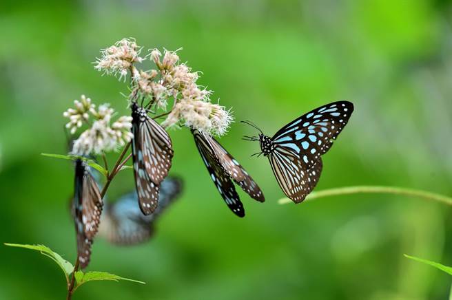 高士佛泽兰盛开，吸引斑蝶科疯狂访花、吸蜜。（庄哲权摄）