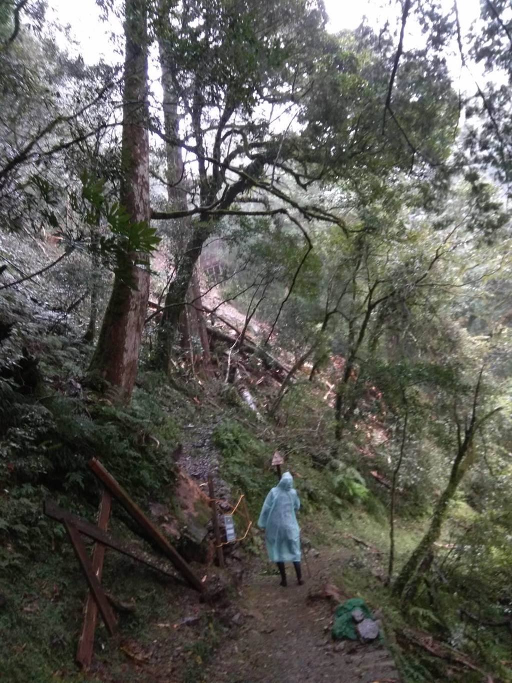 連日降雨拉拉山千年神木倒塌步道無法通行 寶島 中時