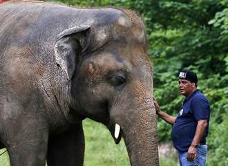 世上最孤獨大象8年首次遇同類 突伸出象鼻全場淚崩
