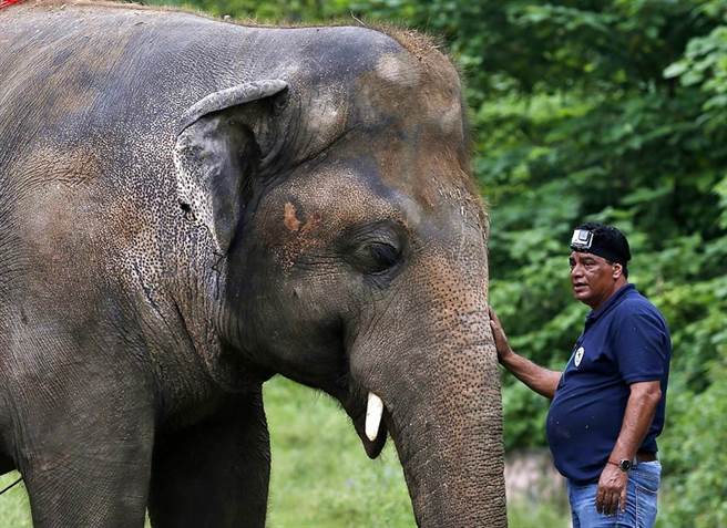 世上最孤獨大象8年首次遇同類突伸出象鼻全場淚崩 萌寵 話題