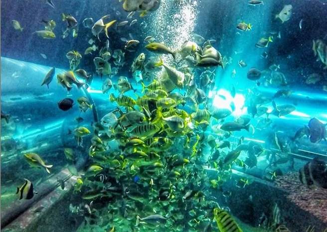 高雄海洋馆带领民眾感受海洋深不可测的奇幻美丽。（屏东海生馆提供／谢佳潾屏东传真）