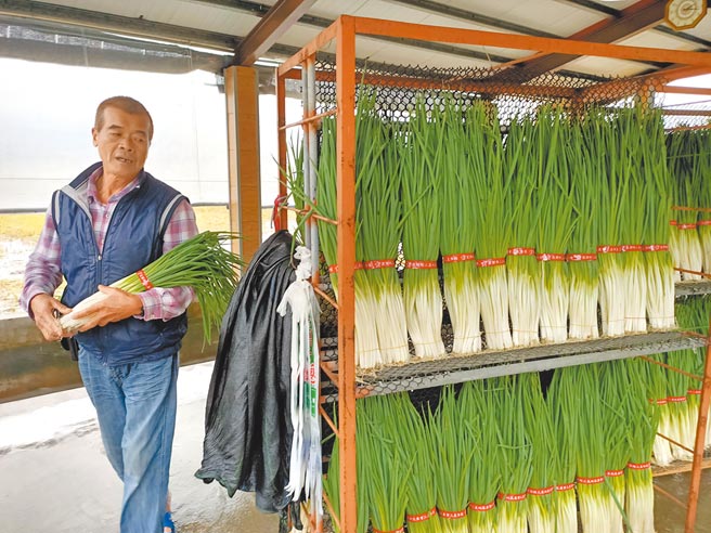 三星葱农黄木龙无奈地说，连续的大雨，让三星葱损失惨重，甚至快要没有青葱可以卖。三星柑橘出现严重的裂果问题。（胡健森摄）