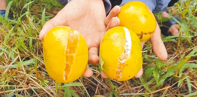 三星葱农黄木龙无奈地说，连续的大雨，让三星葱损失惨重，甚至快要没有青葱可以卖。三星柑橘出现严重的裂果问题。（胡健森摄）