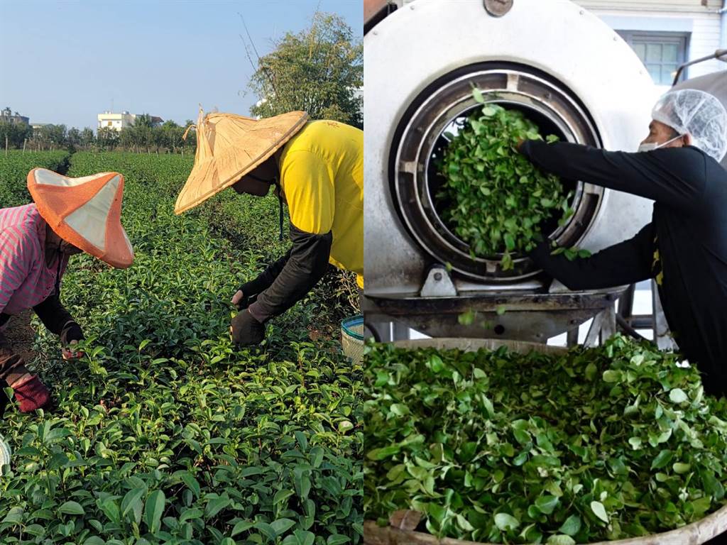 台灣茶產量最大在南投 直擊松柏嶺農民採收日常 - 生活 - 中時新聞網