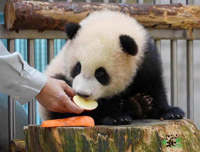 大貓熊寶寶「圓寶」試吃媽媽的飯後甜點，最近還把冬筍當成寶貝，經常把它們抱在懷裡。(圖/臺北市立動物園提供)