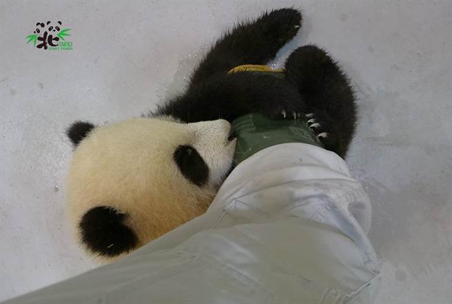 「圓寶」賴皮不讓保育員離開，拚命的懷抱對方的腳。(圖/臺北市立動物園提供)