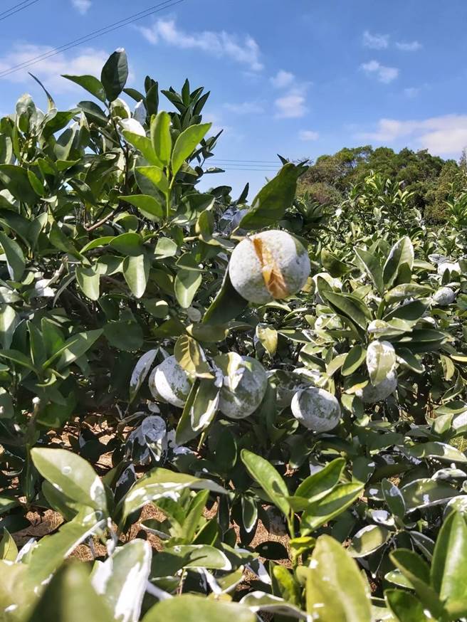 苗栗县通霄镇的茂谷柑今年受旱灾裂果、落果严重。（苗栗县政府农业处提供／巫静婷苗栗传真）