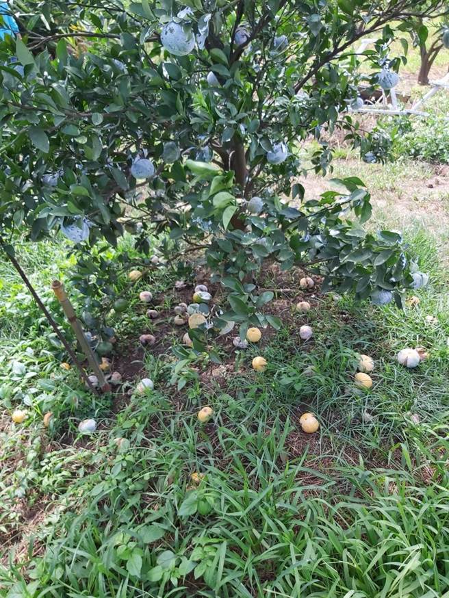 苗栗县通霄镇的茂谷柑今年受旱灾裂果、落果严重。（苗栗县政府农业处提供／巫静婷苗栗传真）