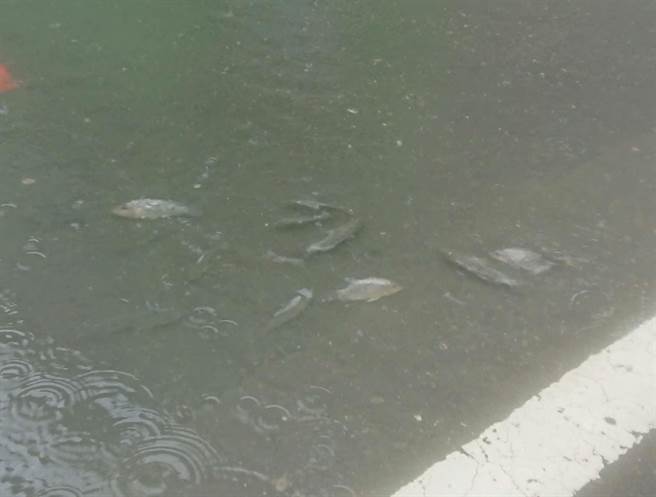 东港镇大潭里逢雨必淹，甚至可以看见鱼在淹水的大街上悠游。屏东县政府与立委周春米争取1.48亿元进行排水改善工程，预计明年3月动工。（立委周春米办公室提供／潘建志屏东传真）