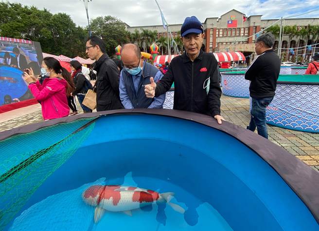 杨裕丰饲养的「红白」锦鲤，在2020国际锦鲤品评会荣获「全体总冠军」，他也高兴的比「讚！」（罗浚滨摄）