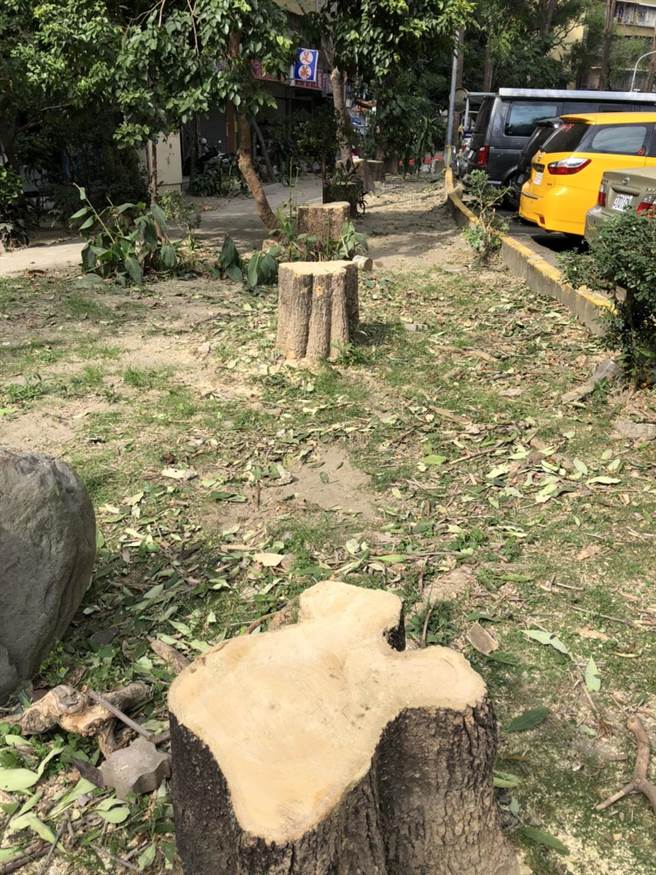 果贸新村公园内的树木有近10棵遭到「腰斩」砍除，遗留下来的树木也被随意修剪，整棵树木光溜溜仅存2、3枝树枝。（洪浩轩摄）
