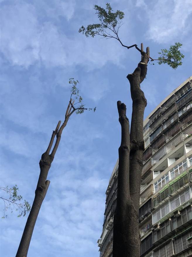 果贸新村公园内的树木有近10棵遭到「腰斩」砍除，遗留下来的树木也被随意修剪，整棵树木光溜溜仅存2、3枝树枝。（洪浩轩摄）