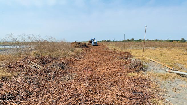 为阻遏浊水溪河滩地扬尘，彰化县环保局载运约200公吨之葡萄藤枝，进行裸露地铺设。（彰化县环保局提供／吴敏菁彰化传真）
