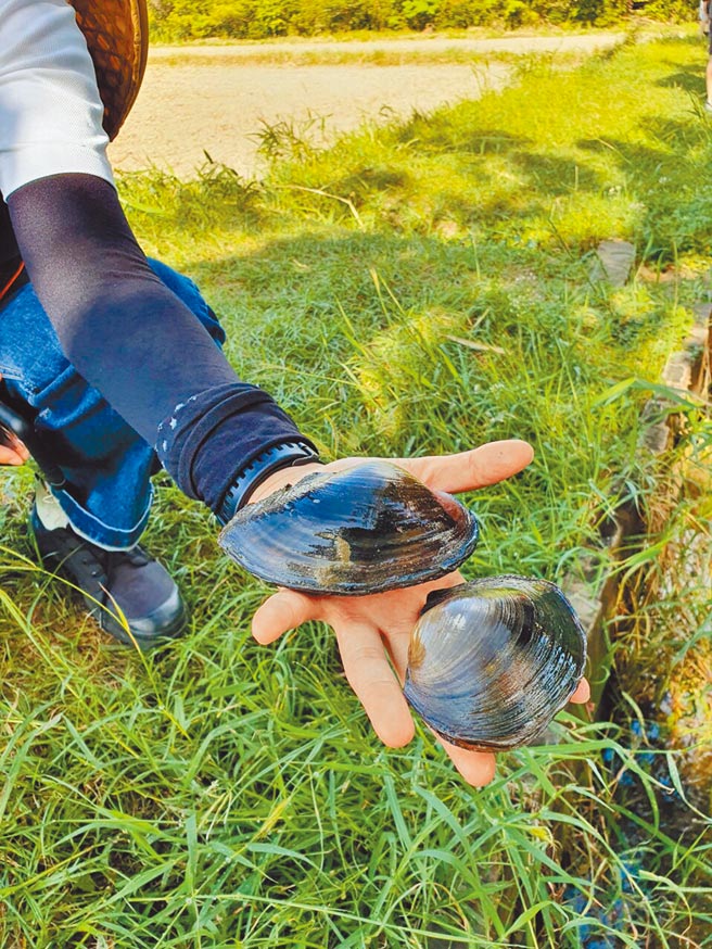 屏东海生馆冬季限定夜宿行程「踏水巡田」，往年都是摸到小颗的黄金蚬，今年则破天荒摸到几乎与手掌一样大的超大田蚌，参与游客不禁惊呼连连。（谢佳潾摄）