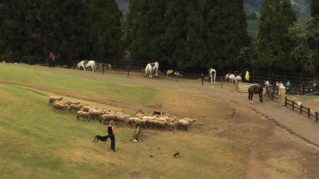 清境农场绵羊秀引发质疑，民进党立委何志伟强调，若有虐待动物将砍预算。（图／中时新闻网）