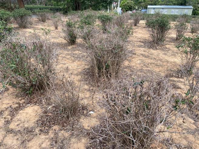 头份市茶树因乾旱严重枯死，面积已近3成。（读者提供／谢明俊苗栗传真）