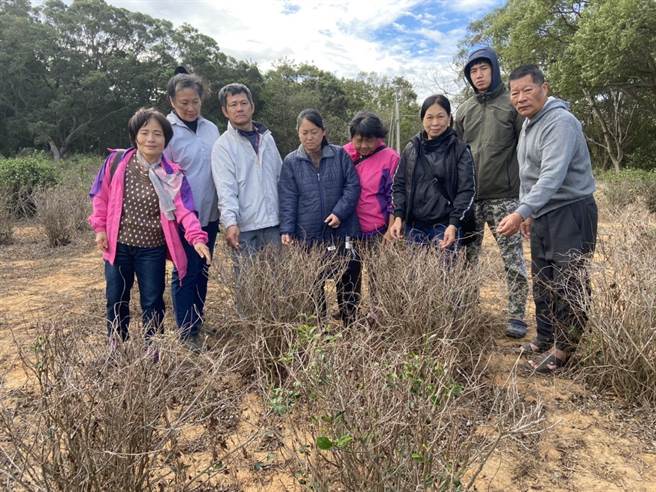 茶农面临茶树枯死，无茶可採的窘境。（读者提供／谢明俊苗栗传真）