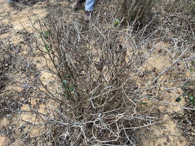 头份市今年冬季东美人茶产量大掉5成。（读者提供／谢明俊苗栗传真）