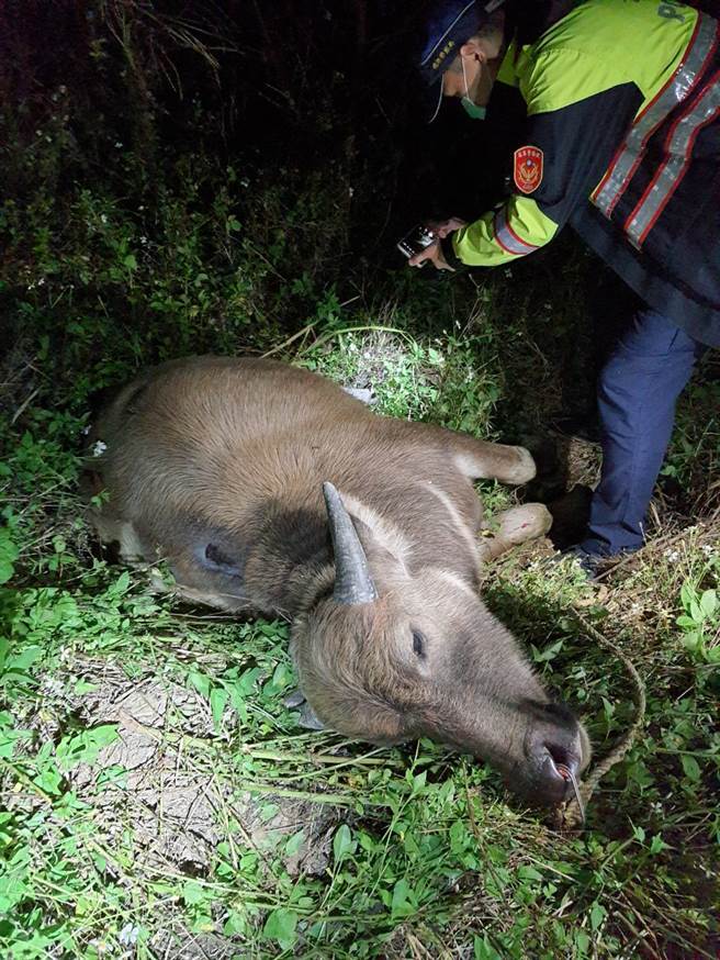 台铁开往台东区间车今(6日)晚)17时35分左右发生意外，4540次玉里开往台东，区间车撞上一头牛。(图/台铁提供)
