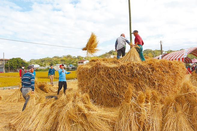 公馆乡农会5日重现经典农村文化「堆秆棚」。（巫静婷摄）