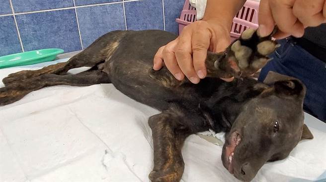黑狗被捕獸夾夾傷前腳，送醫救治。（台灣動物緊急救援小組提供／林瑞益高雄傳真）