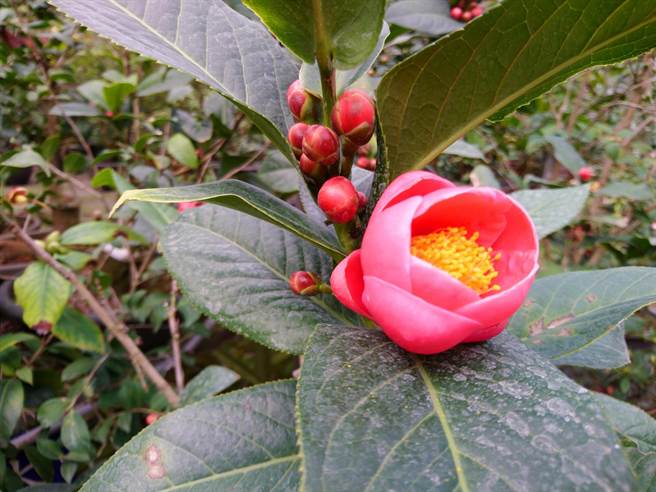 2020新竹市茶花季產業文化活動「花漾茶花」，將於12日起至明年2月28日於茶花產銷班登場。（陳育賢攝）