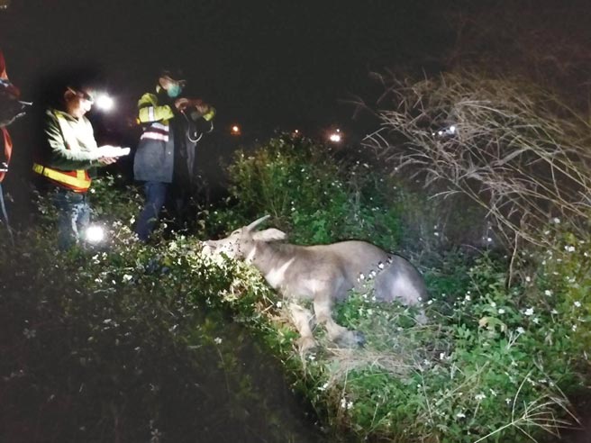 台铁一班玉里开往台东4540次的区间车，昨傍晚5时35行经东竹站和富里站间，意外撞上一头水牛。（警方提供）
