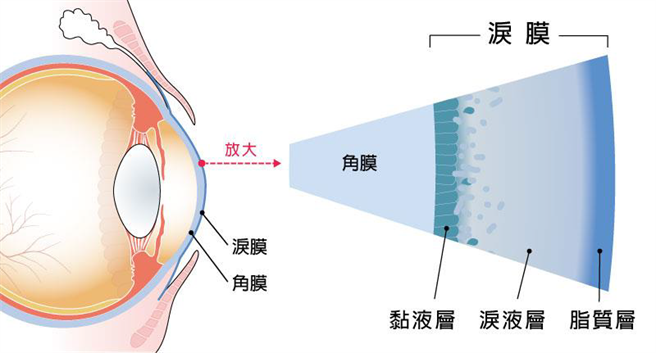 眼睛結構與玻尿酸的關係。(圖/微笑藥師網提供)