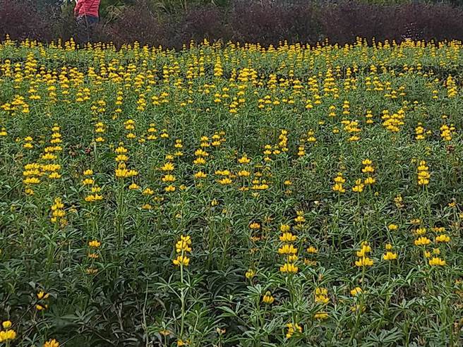 选择鲁冰花作为主打，路跑执行长邹双喜指出，鲁冰花是客家母亲花，除响应花季的系列活动外，也为千万客家母亲的大爱而跑。（鲁冰花之恋路跑主办方提供／黄婉婷桃园传真）