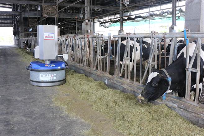 推料機器人能定時將草料往前推，並補充精料提升泌乳牛的採食量。（巫靜婷攝）