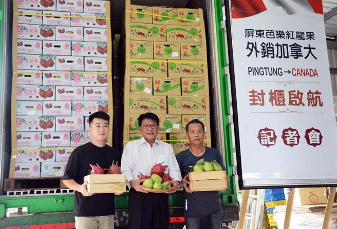 屏东芭乐与红龙果今年首航外销加拿大，8日封柜启航，拓展多元外销通路。（林和生摄）