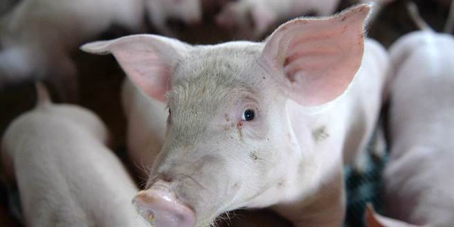 近來網路流傳開放進美國萊豬或豬內臟變廚餘後，廚餘養豬將造成全台灣豬變萊豬，農委會8日傍晚特別發出新聞稿澄清。此為示意圖。（中新社）