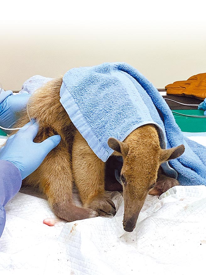 小食蚁兽「小红」的体温及血糖都有偏低的状况。（台北市立动物园提供／游念育台北传真）