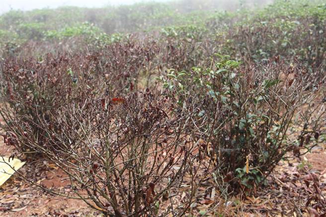 全縣栽種茶面積約有300公頃，受今年旱災影響，茶樹農損面積超過3成以上，衝擊茶產業發展。（何冠嫻攝）