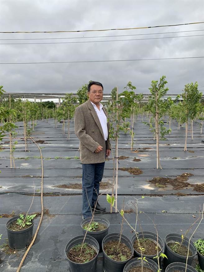 芦竹区福昌里长徐承昌将自家土地整建后，细心种植沉香树苗，10年后原来350元的树苗可成长至5万元左右。（姜霏摄）