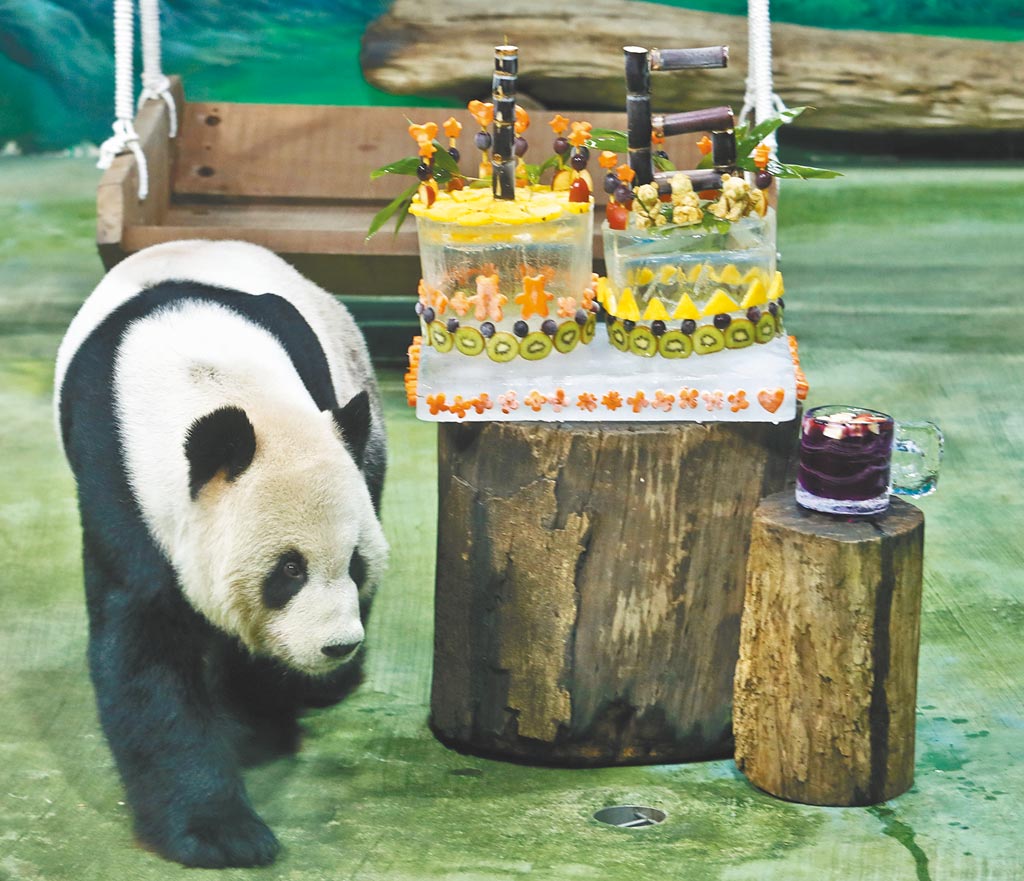 大陸贈送給台灣的大貓熊取名團團、圓圓。圖為今年8月，台北市立動物園為團團圓圓舉行16歲慶生趴。（本報系資料照）