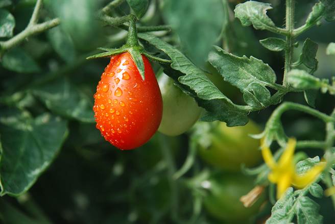 番茄營養超豐富，可當蔬菜，也可當水果，生食、熟食皆宜。（照片提供/路竹區公所）